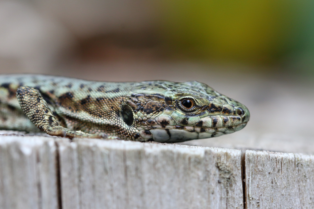 Lézard des murailles - Podarcis muralis 27 I&N.JPG