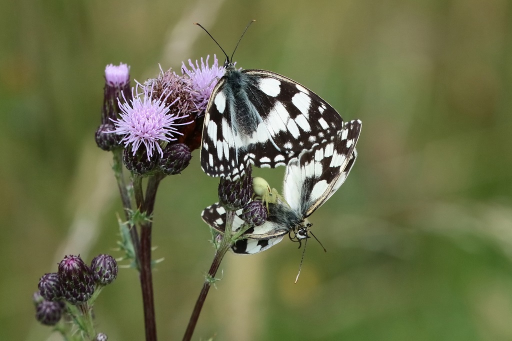 4 IMG_Melanargia galathea.JPG