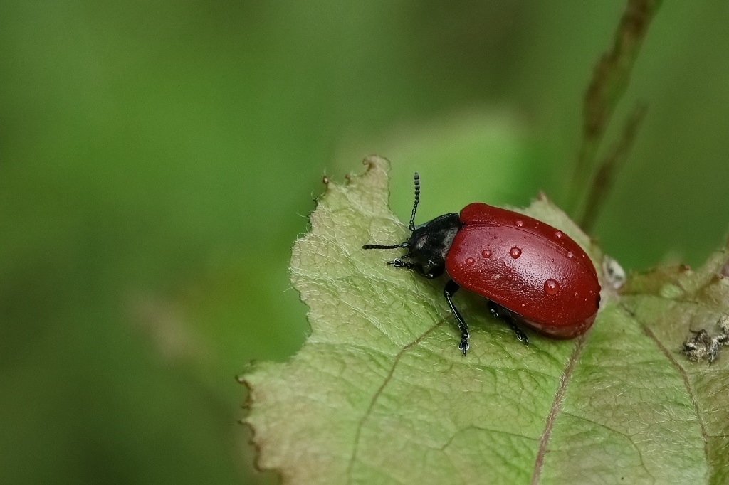 5 IMG_ Chrysomela populi Ch du peuplie.JPG