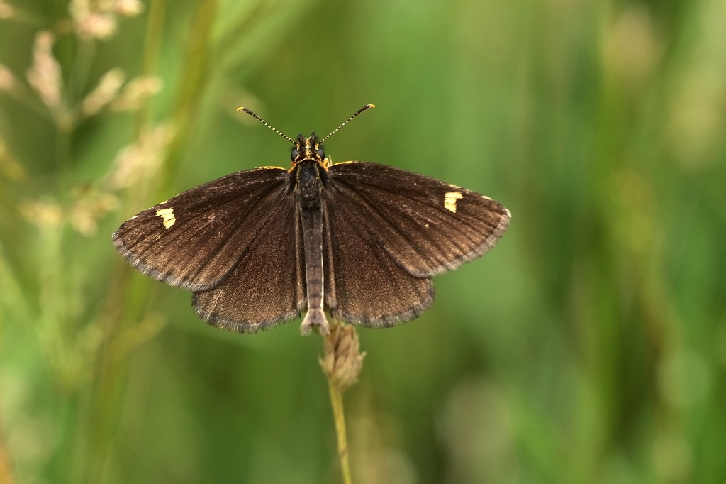 8 IMG_ Heteropterus morpheus.JPG