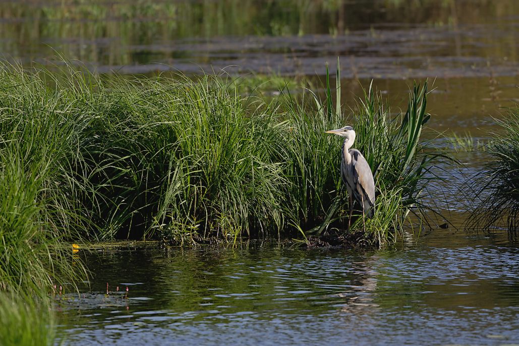 DSC_1031_DxO.jpg