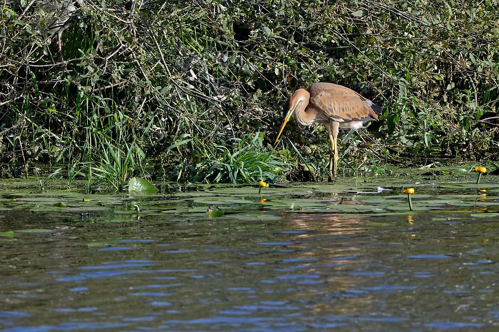 DSC_1042_DxO.jpg