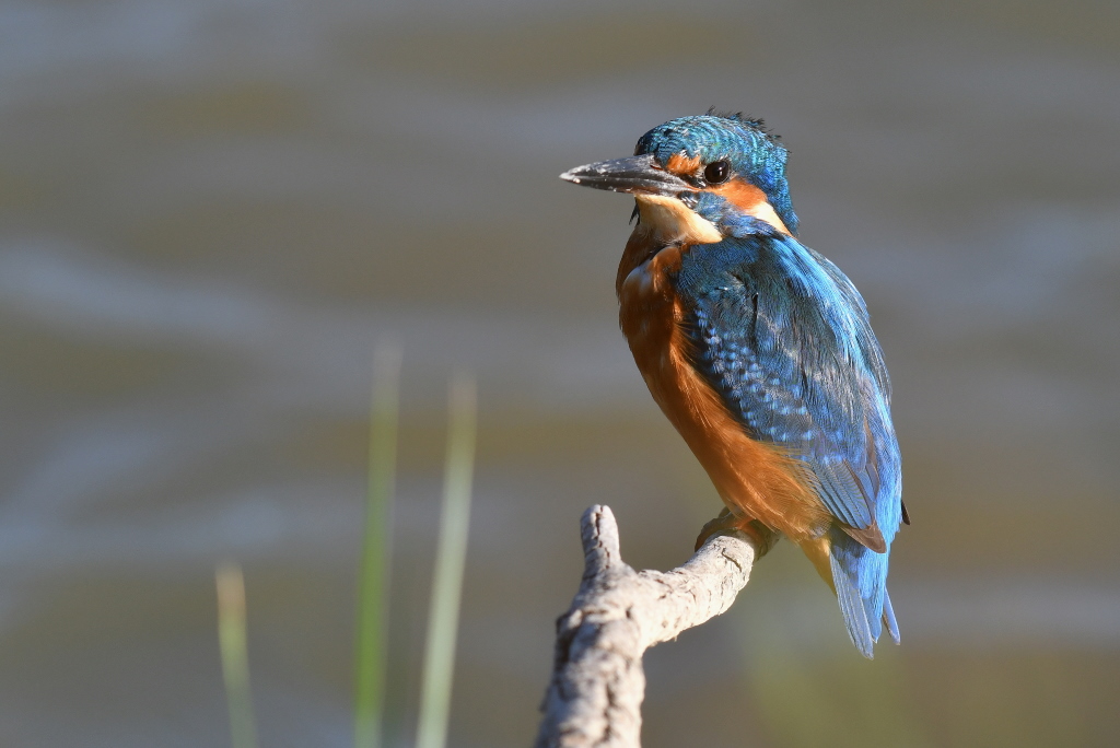 DSC_3373.JPG