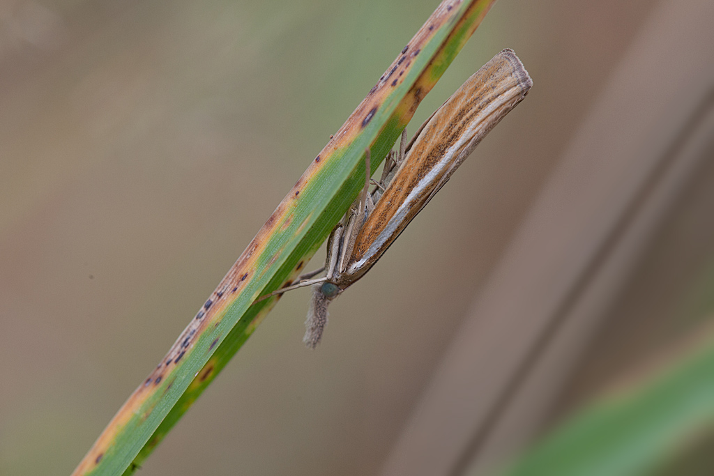Agriphila tristella 2 IN.jpg
