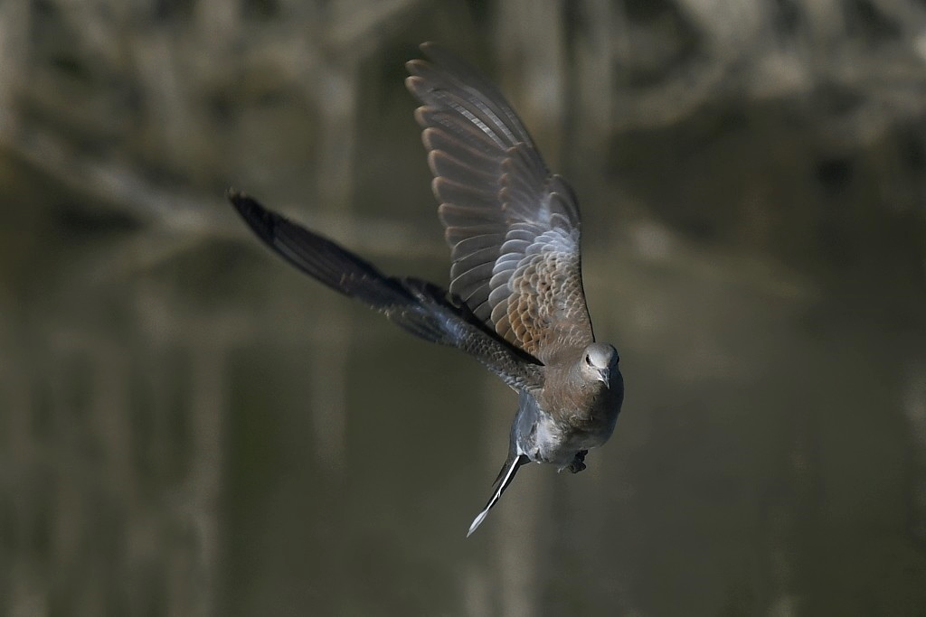 DSC_2812.JPG