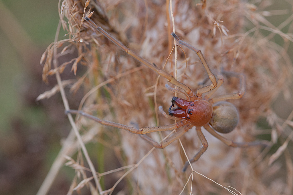 Cheiracanthium sp 1 IN.jpg