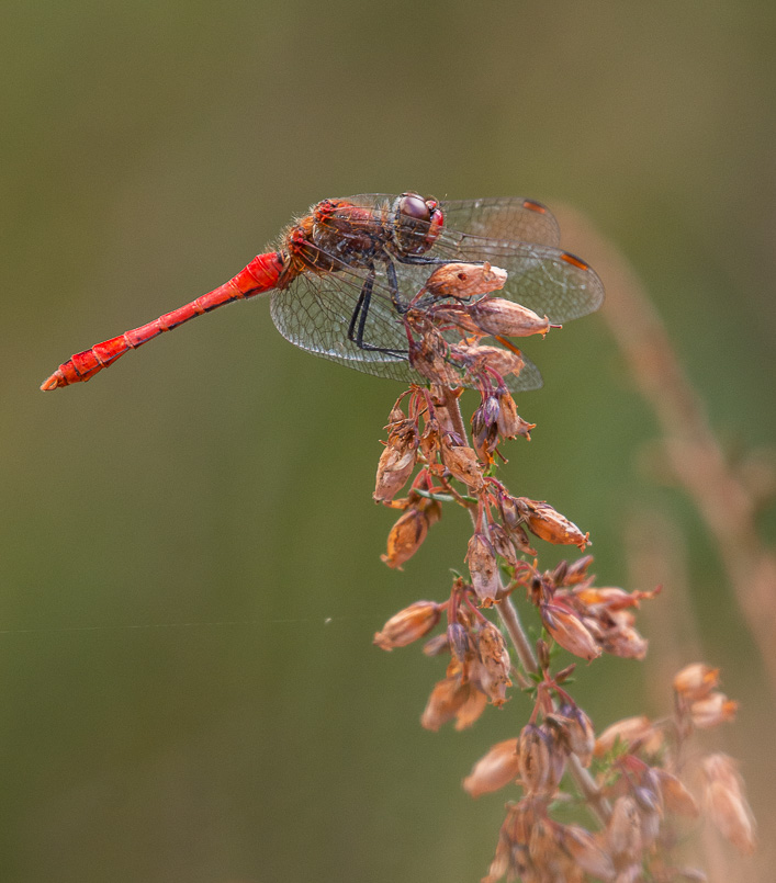 Sympétrum rouge sang (Sympetrum sanguineum)-3.jpg