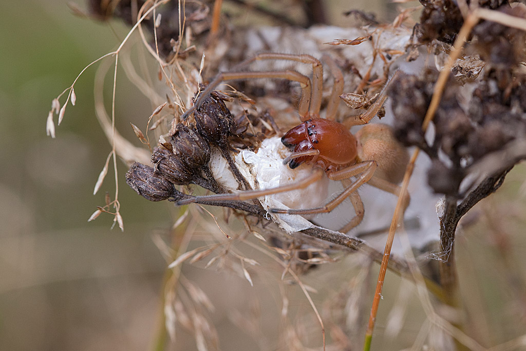 Cheiracanthium sp 8 IN.jpg