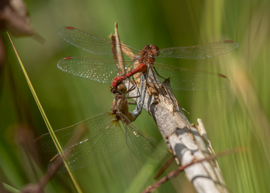 Sympétrum rouge sang (Sympetrum sanguineum)-4.jpg