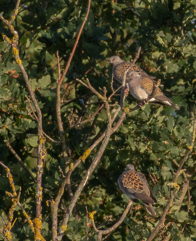 Trio tourtelle des bois.jpg