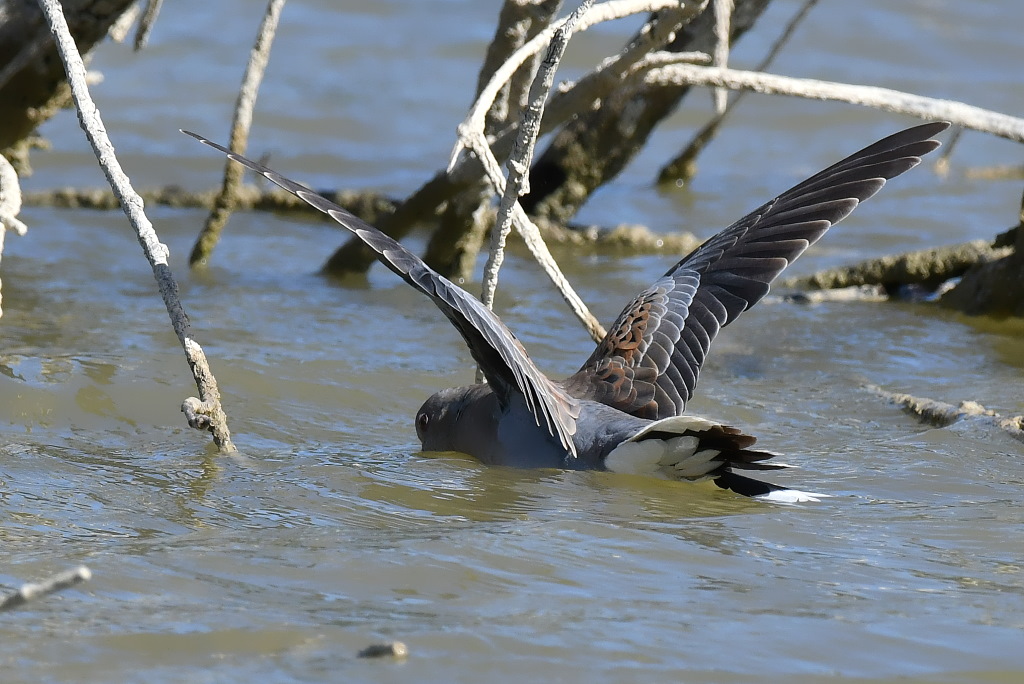 DSC_3551.JPG