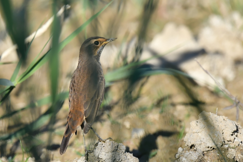 DSC_3324.JPG