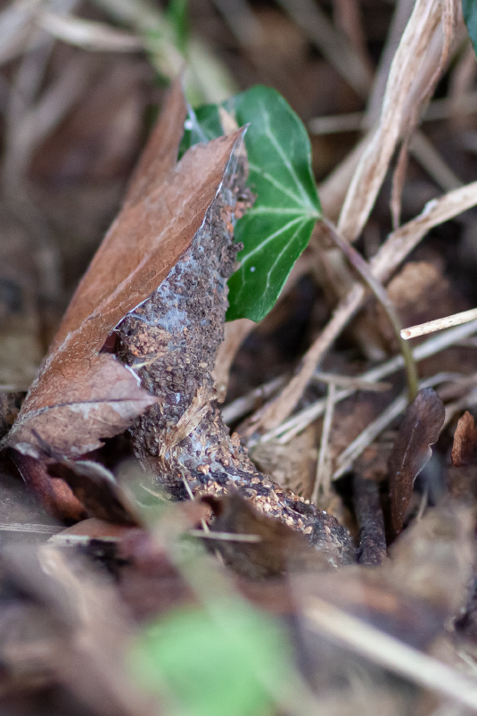 atypus nid.jpg