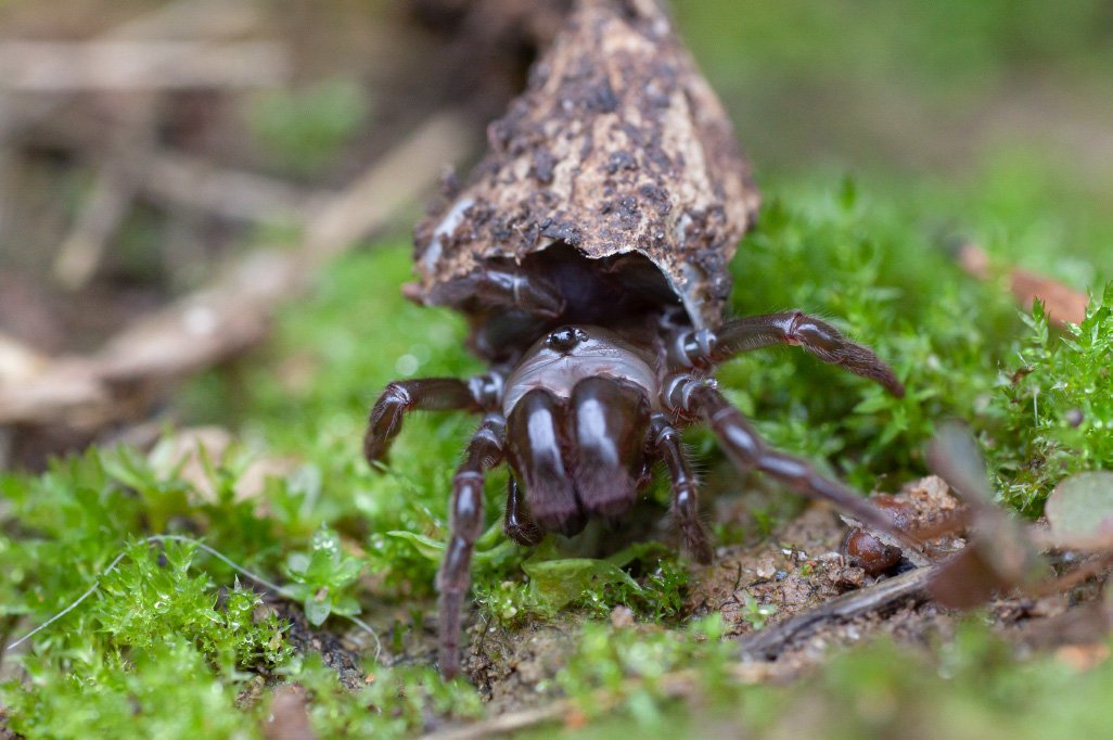 atypus gers 2.jpg
