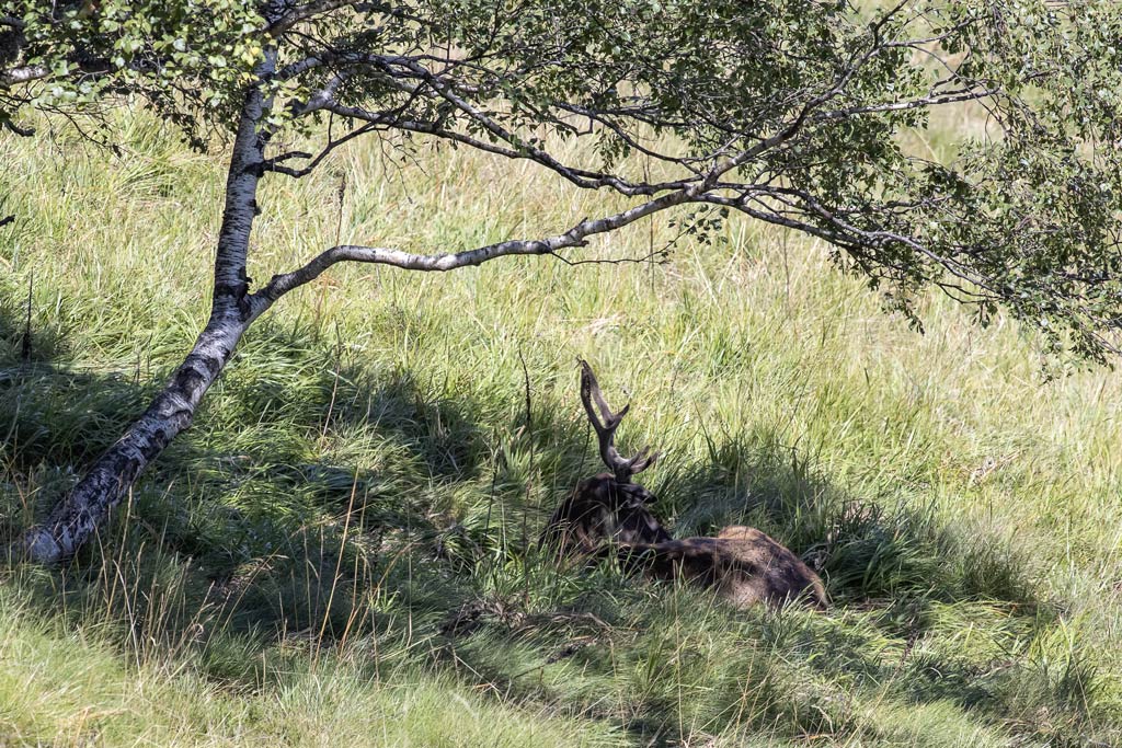cerf(3087).jpg