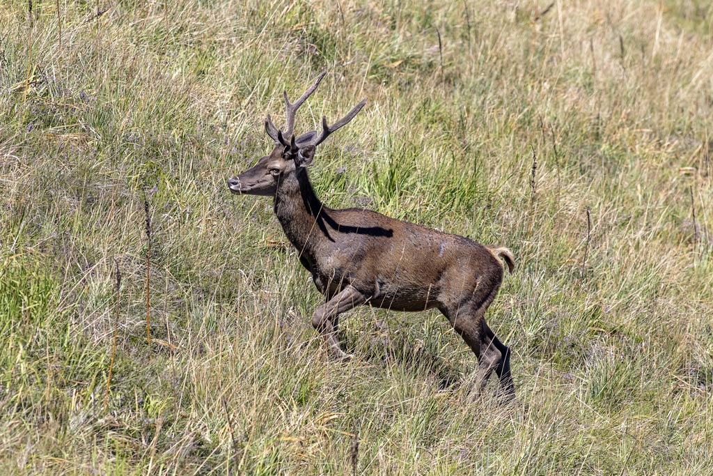 cerf(3129).jpg