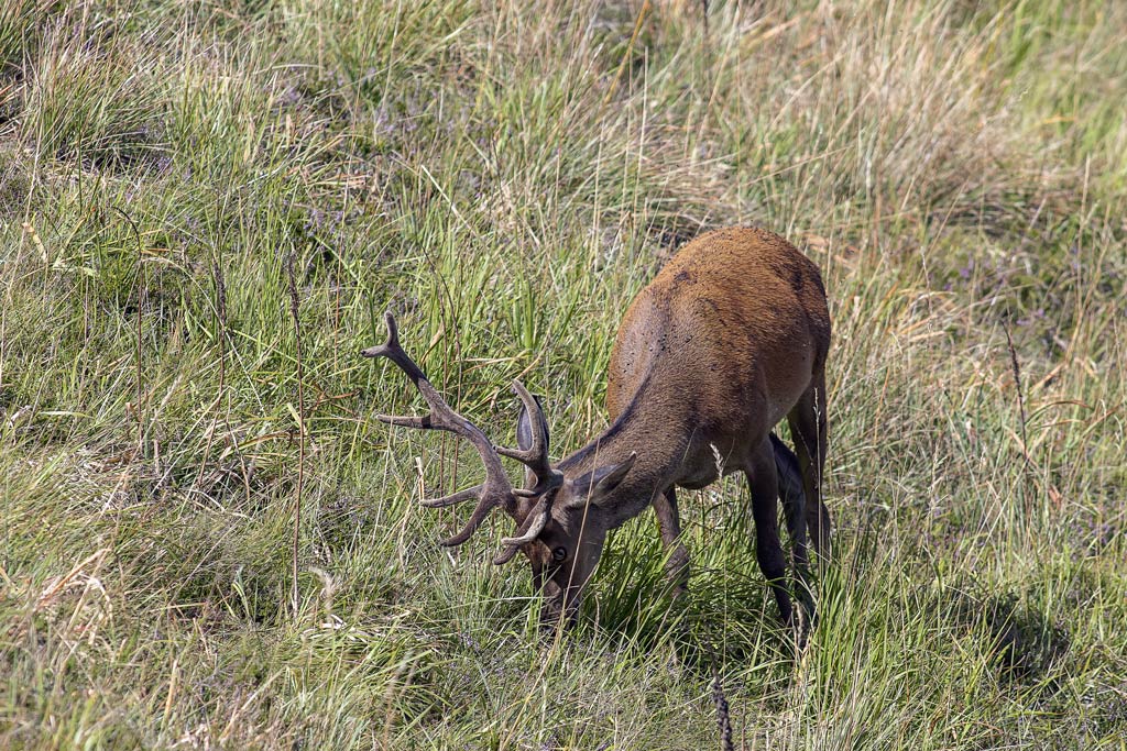 cerf(3164).jpg