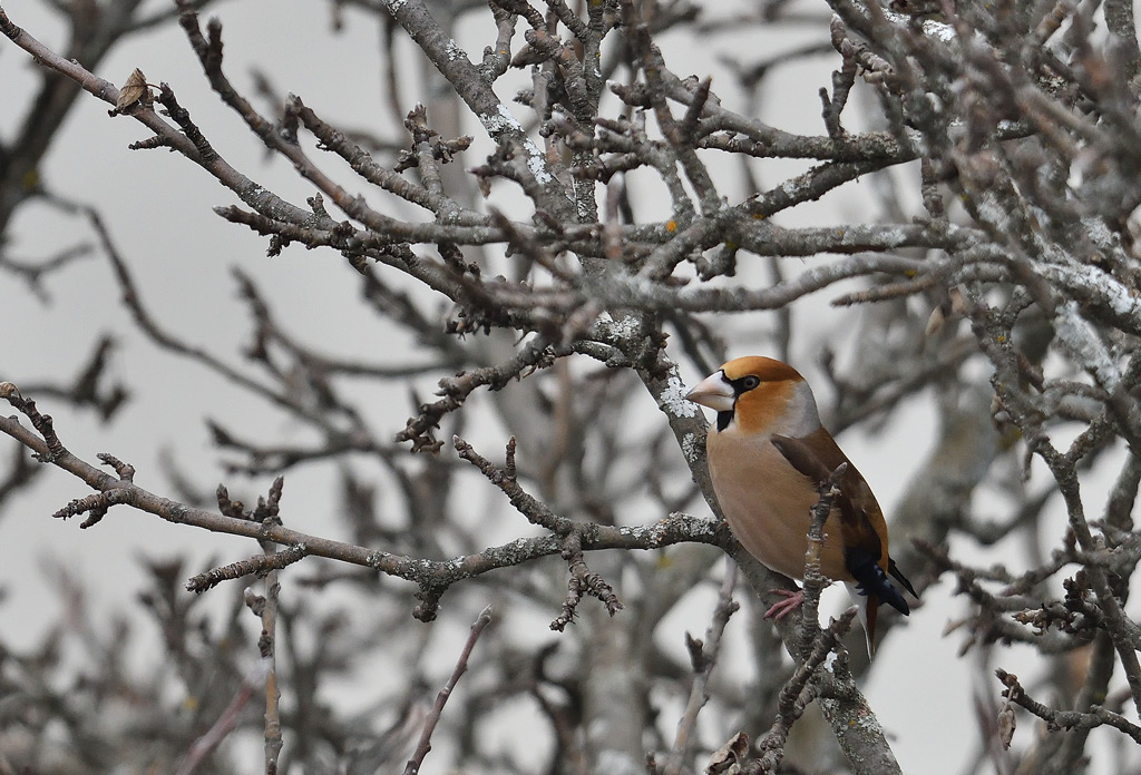 DSC_6678.jpg