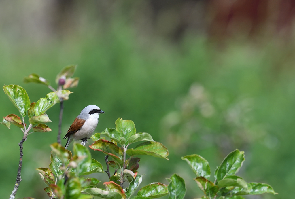 DS5_6487.jpg