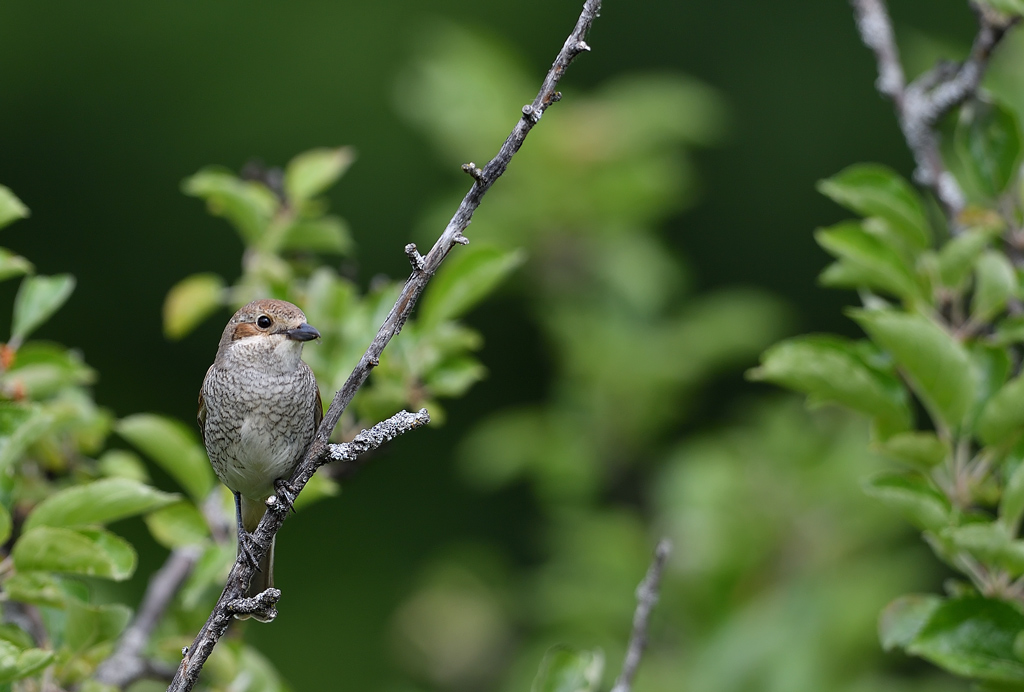 DS5_6510.jpg