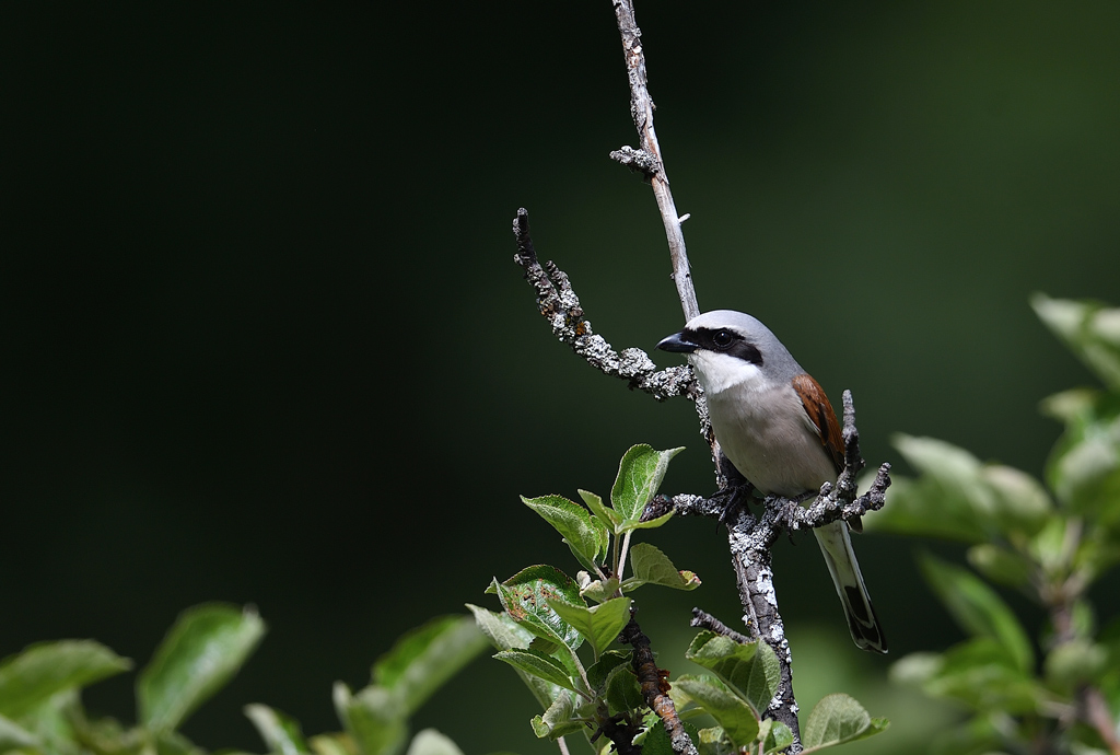 DS5_6546.jpg