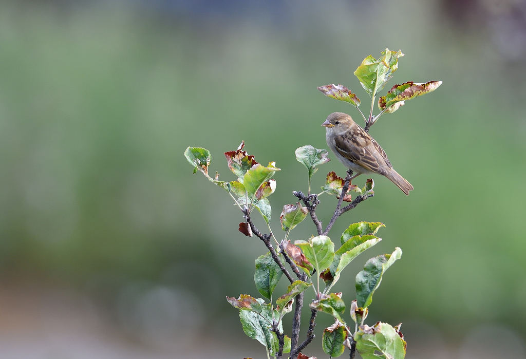 DS5_8194.jpg