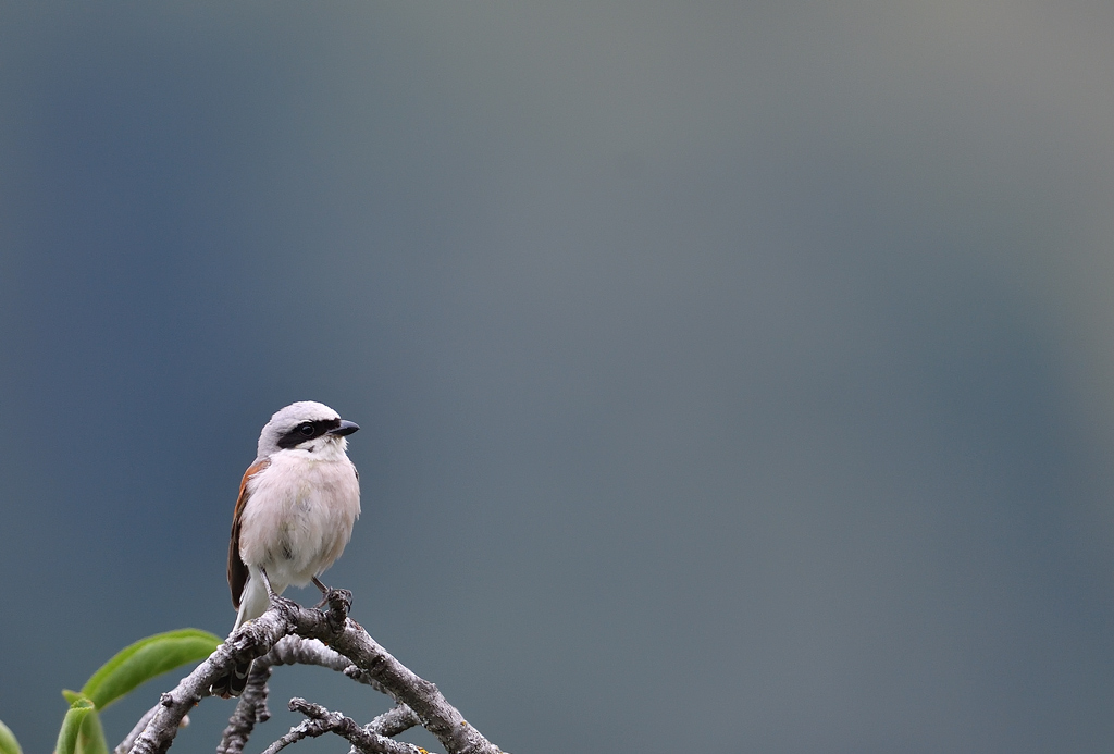 DS5_8225.jpg