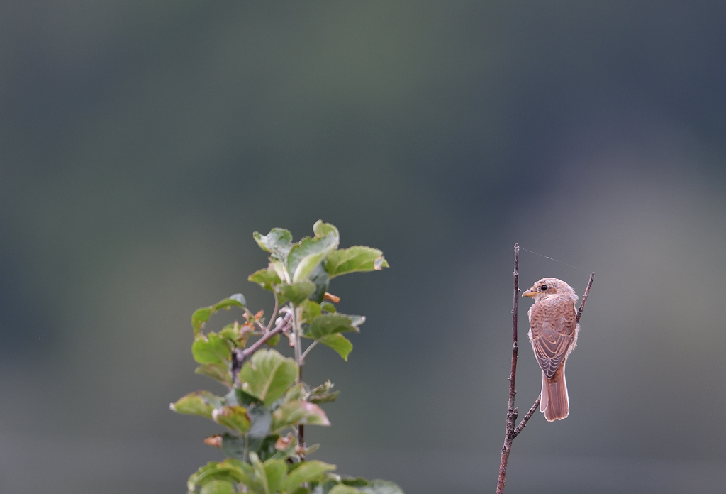DS5_8239.jpg