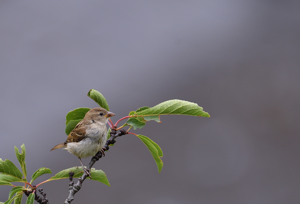 DS5_8276.jpg