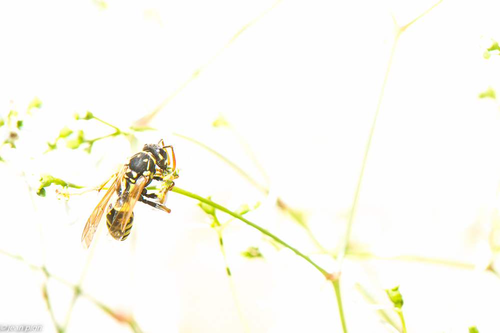 high key sur guepes 09 2020-9321.jpg