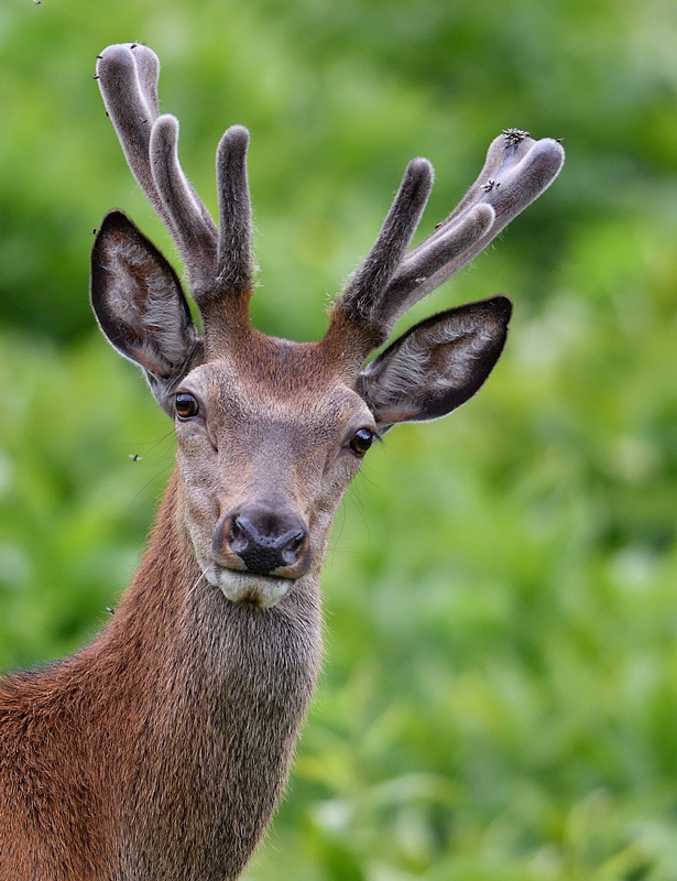 DS5_7394.jpg