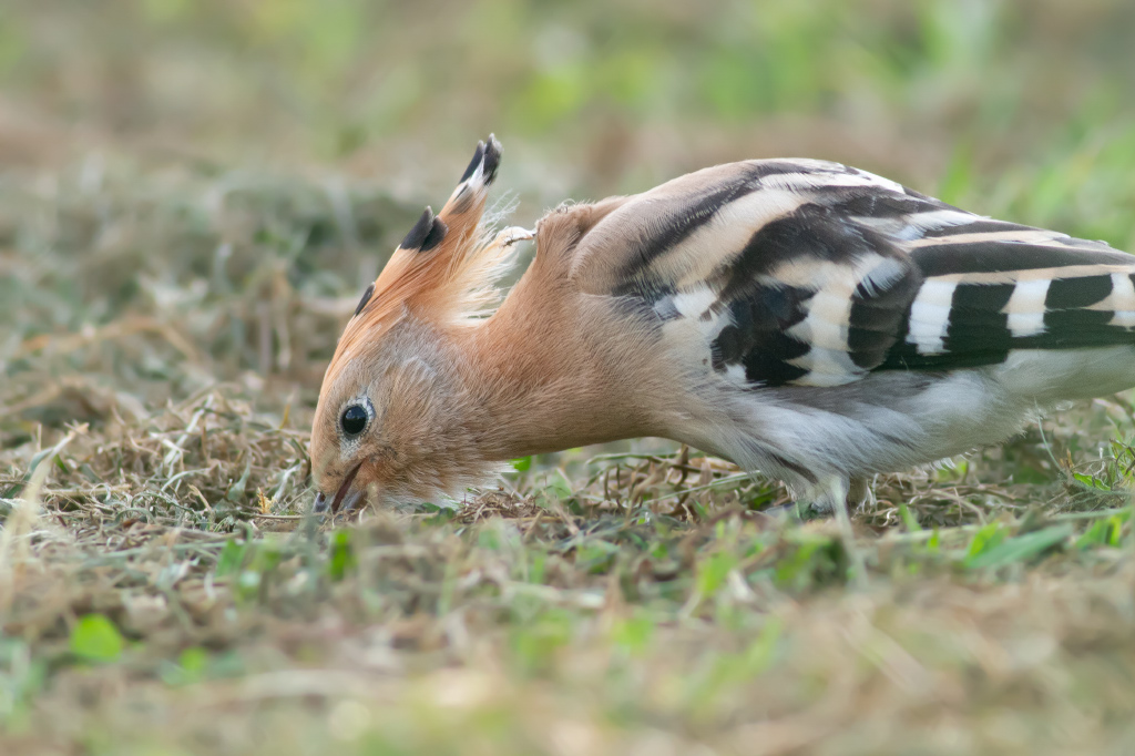 huppe gers 1.jpg