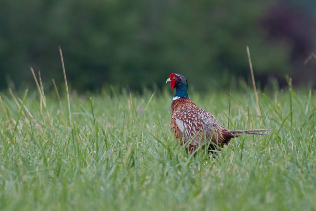 faisan gers.jpg