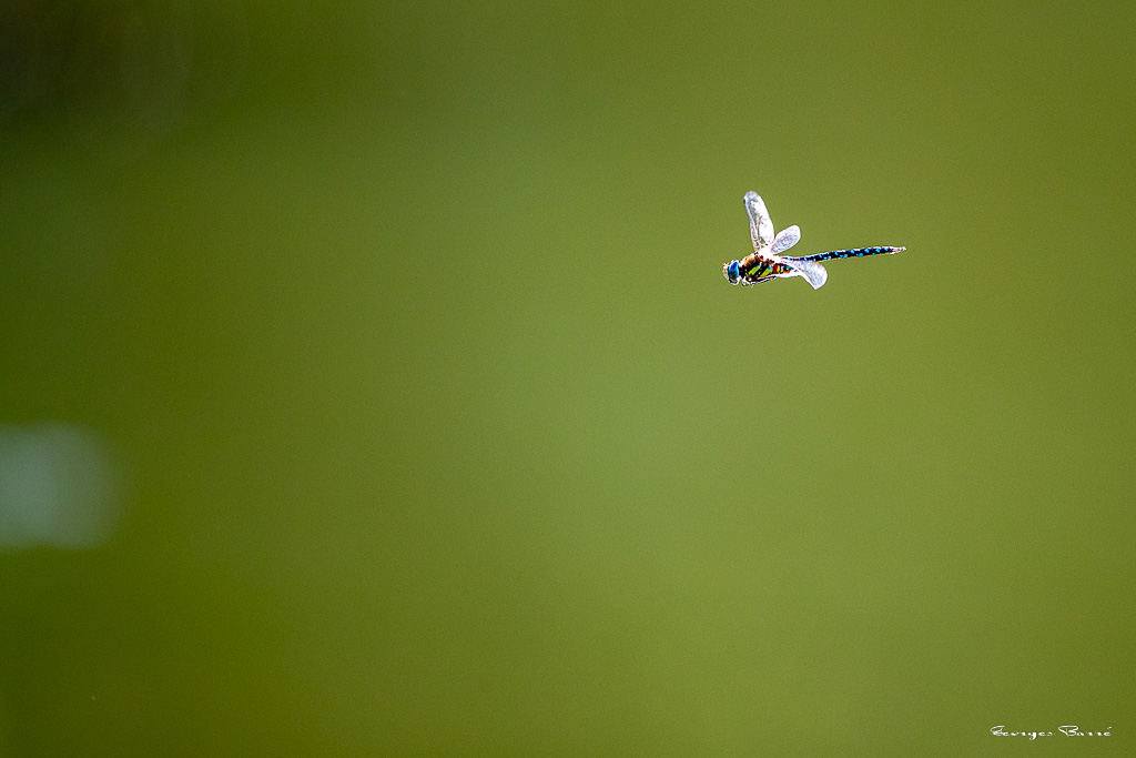 Aeschne mixte (Aeshna mixta)-Migrant Hawker-1.jpg