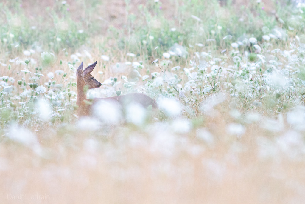Image et Nature-1-51.jpg