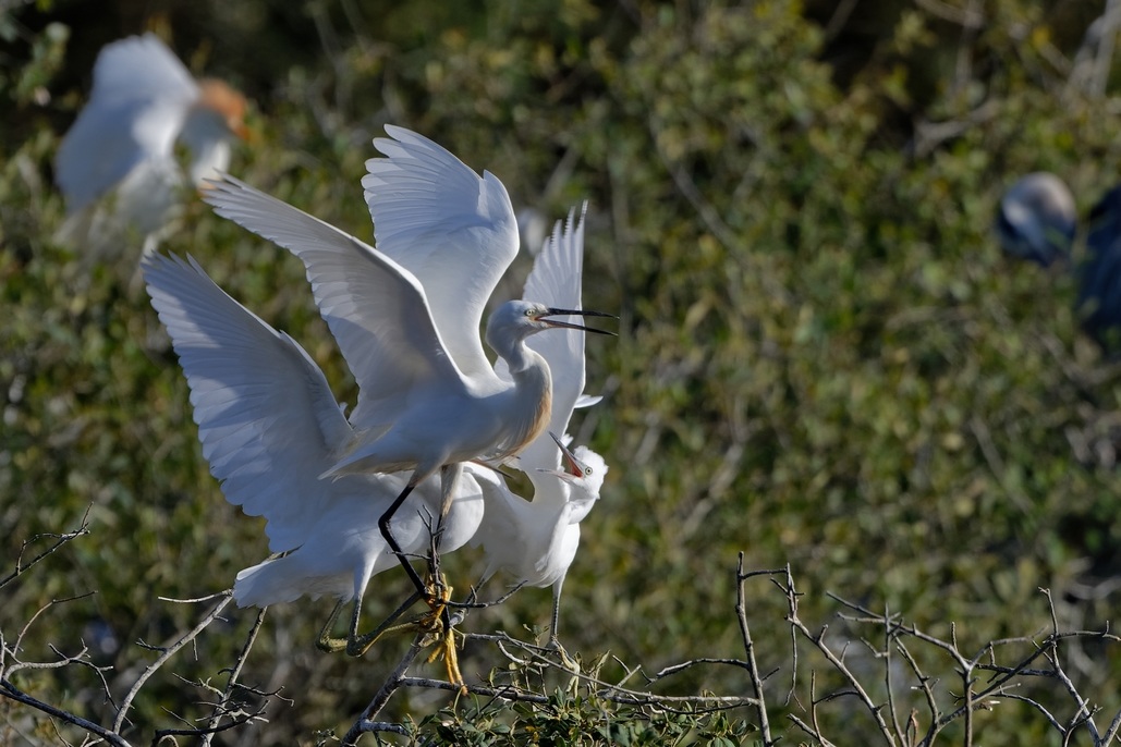 DSC_1228_DxO.jpg
