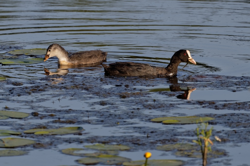 DSC_1366_DxO.jpg