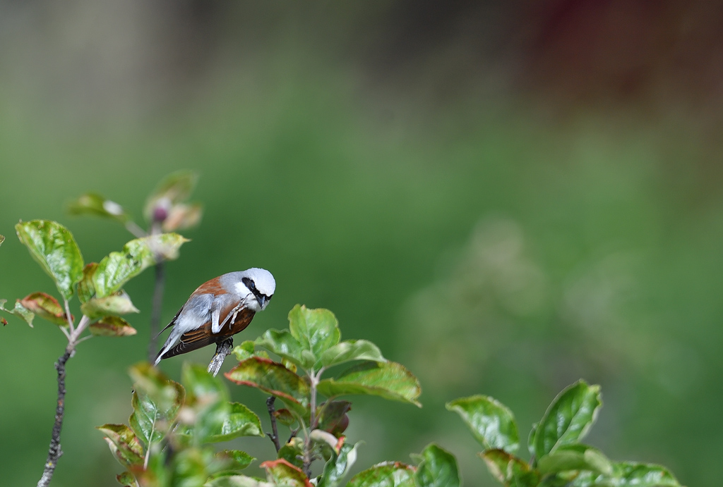 DS5_6492.jpg