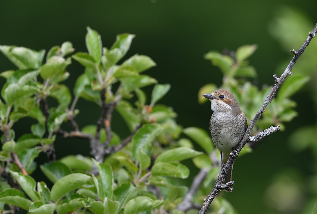 DS5_6506.jpg