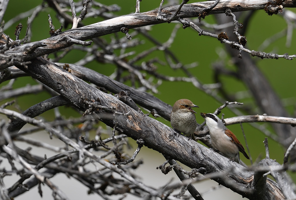 DS5_6528.jpg