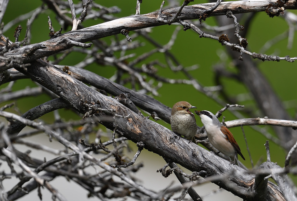 DS5_6529.jpg
