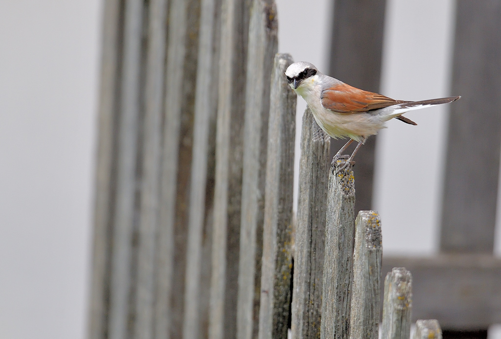 DS5_8199.jpg