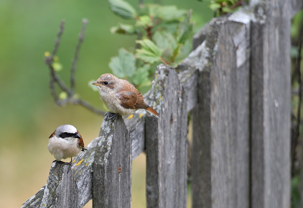 DS5_8344.jpg