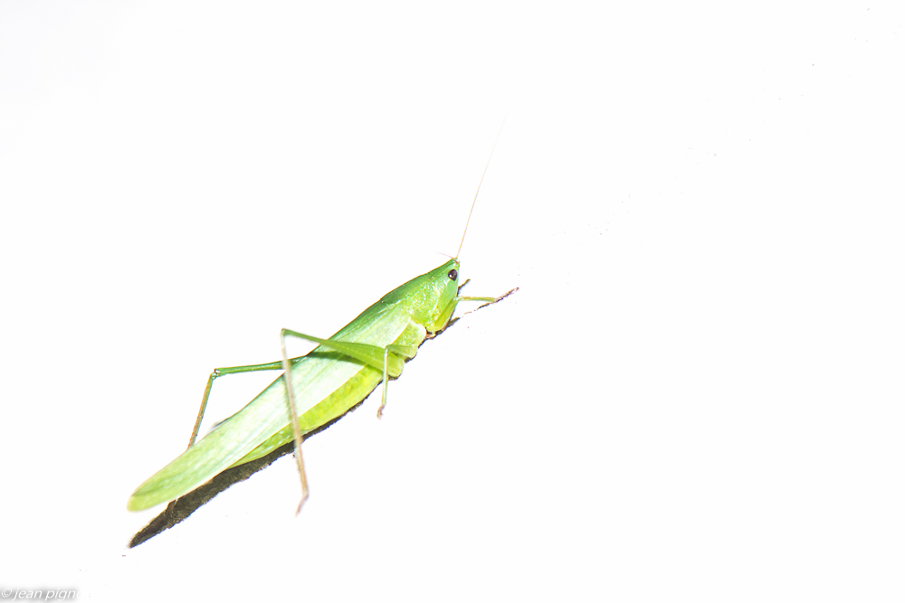 high key sur sauterrelle verte 09 2020-9511.jpg