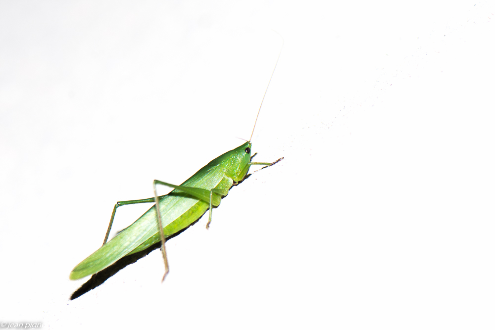 high key sur sauterrelle verte 09 2020-9511-2.jpg