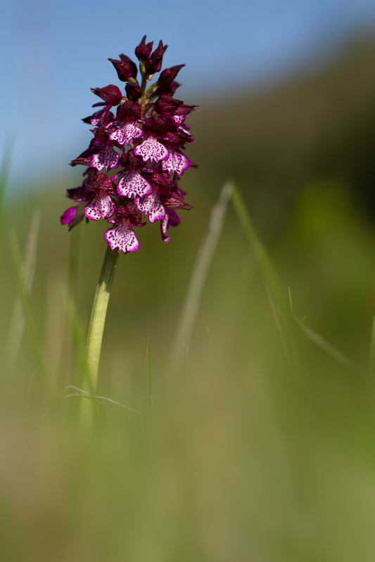 orchidée sp gers 3.jpg