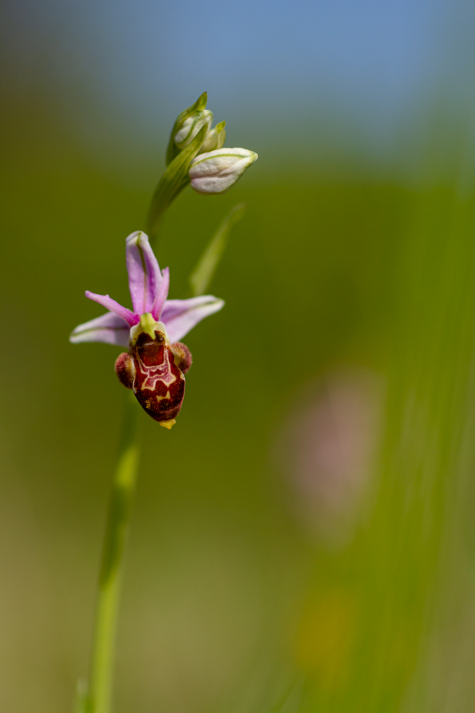 orchidée sp gers 1.jpg