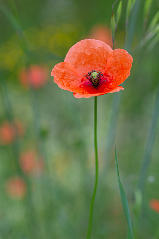 coquelicot.jpg
