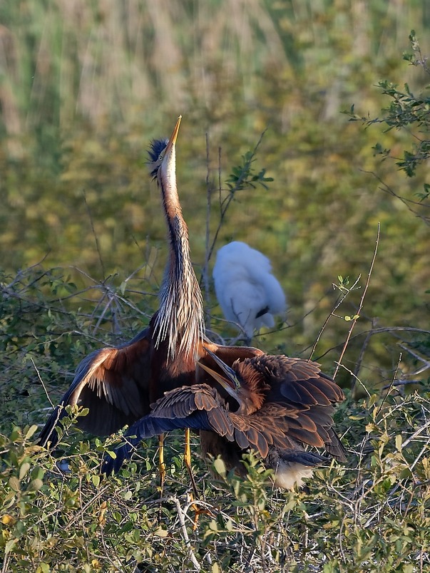 DSC_1439_DxO.jpg