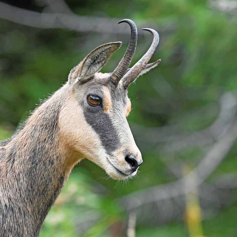 _DSC2510 - Copie - Copie - Copie.jpg